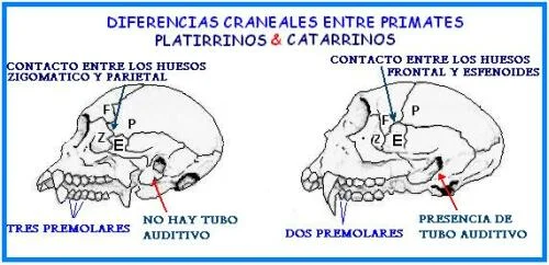Diferencia entre platirrinos y catarrinos
