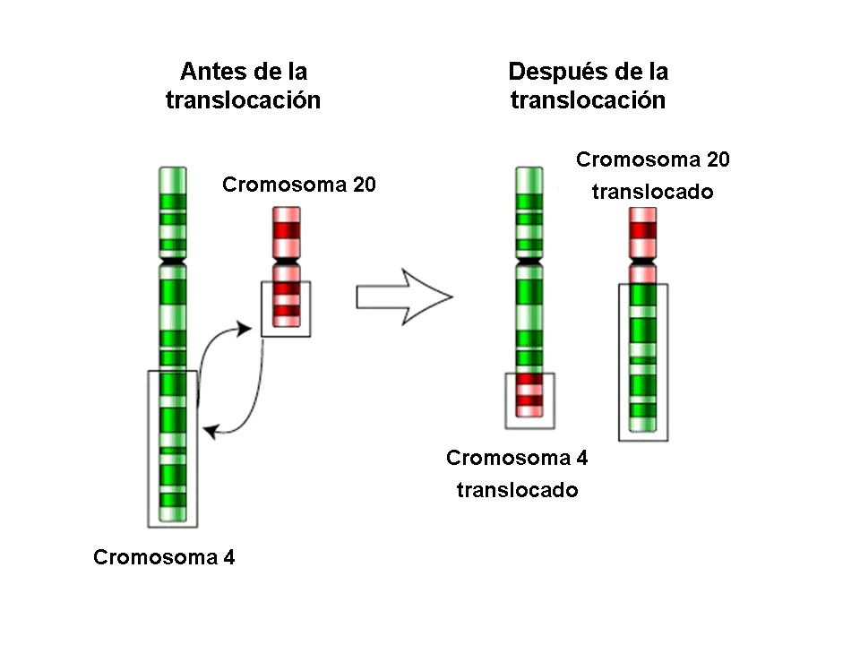 Diferencia entre translocación recíproca y no recíproca