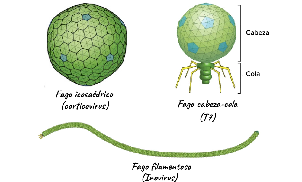 Diferencia entre los bacteriófagos T4 y T7