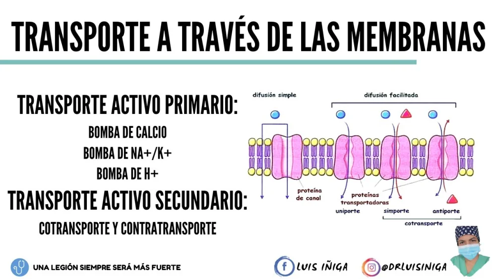 Diferencia entre transporte activo primario y secundario