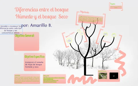 Diferencia entre los bosques esclerófilos húmedos y secos