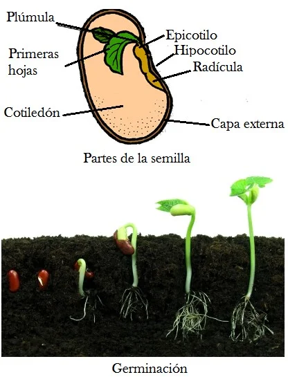 Diferencia entre plúmula y radícula