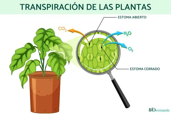 Diferencia entre transporte y transpiración