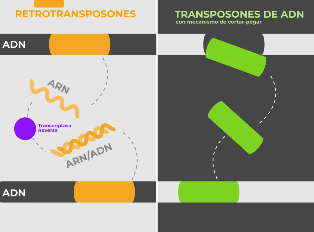 Diferencia entre transposón y retrotransposón