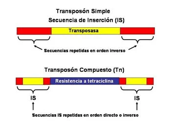 Diferencia entre transposones compuestos y no compuestos