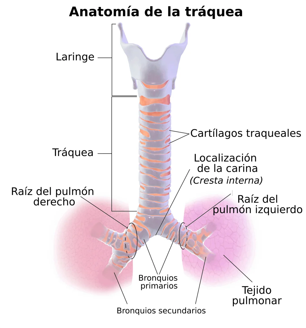 Diferencia entre tráquea y bronquios