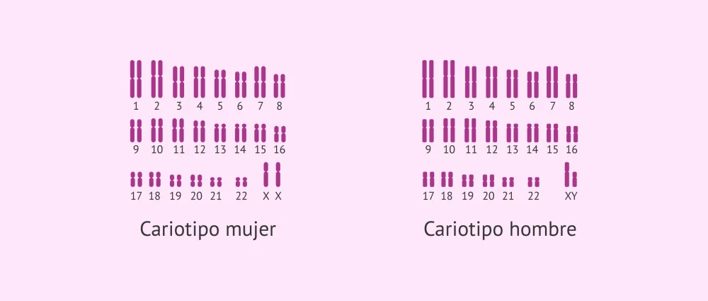 Diferencia entre los cariotipos masculinos y femeninos
