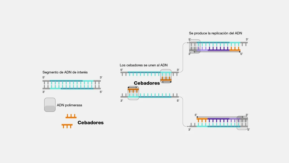 Diferencia entre los cebadores de PCR y los cebadores de secuenciación