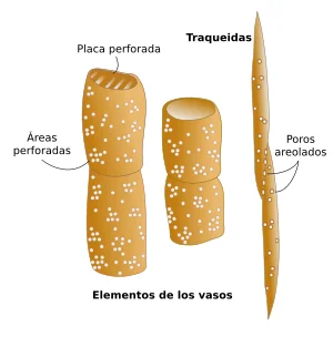 Diferencia entre traqueidas y vasos
