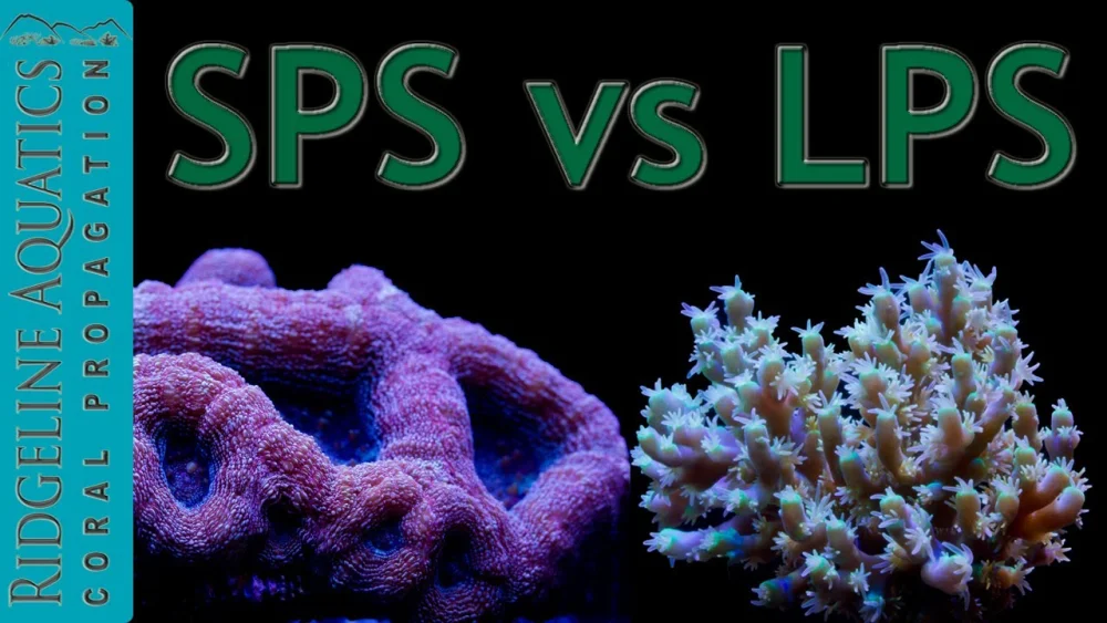 Diferencia entre los corales LPS y SPS