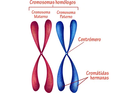 Diferencia entre los cromosomas maternos y paternos