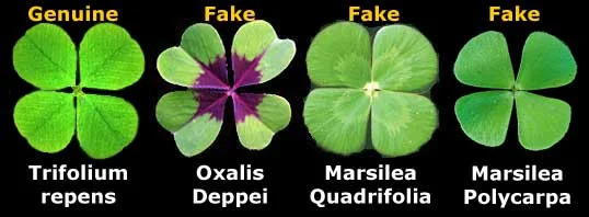 Diferencia entre trébol y trébol