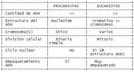 Diferencia entre los cromosomas procariotas y eucariotas