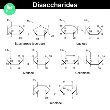 Diferencia entre trehalosa y maltosa