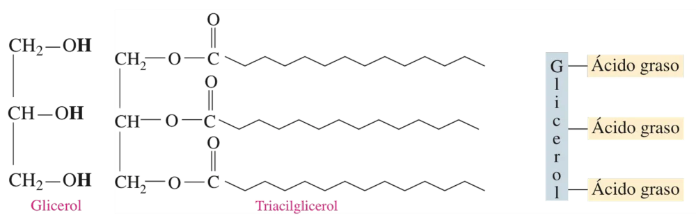 Diferencia entre triacilglicerol y triglicérido