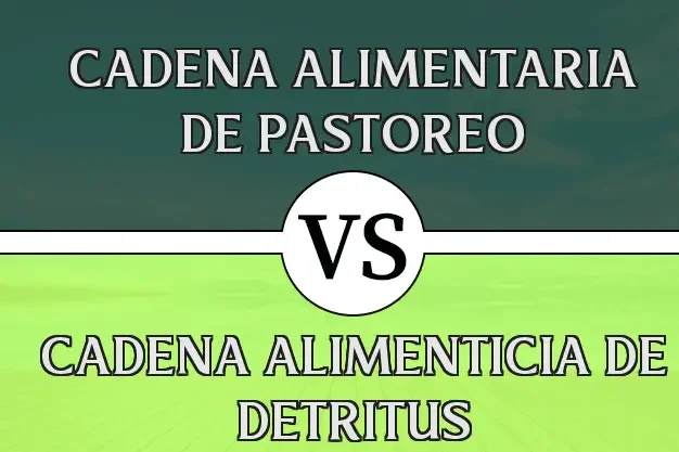 Diferencia entre los detritos y la cadena alimentaria de pastoreo