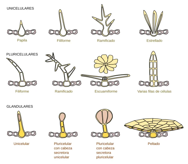 Diferencia entre tricoma y filamento