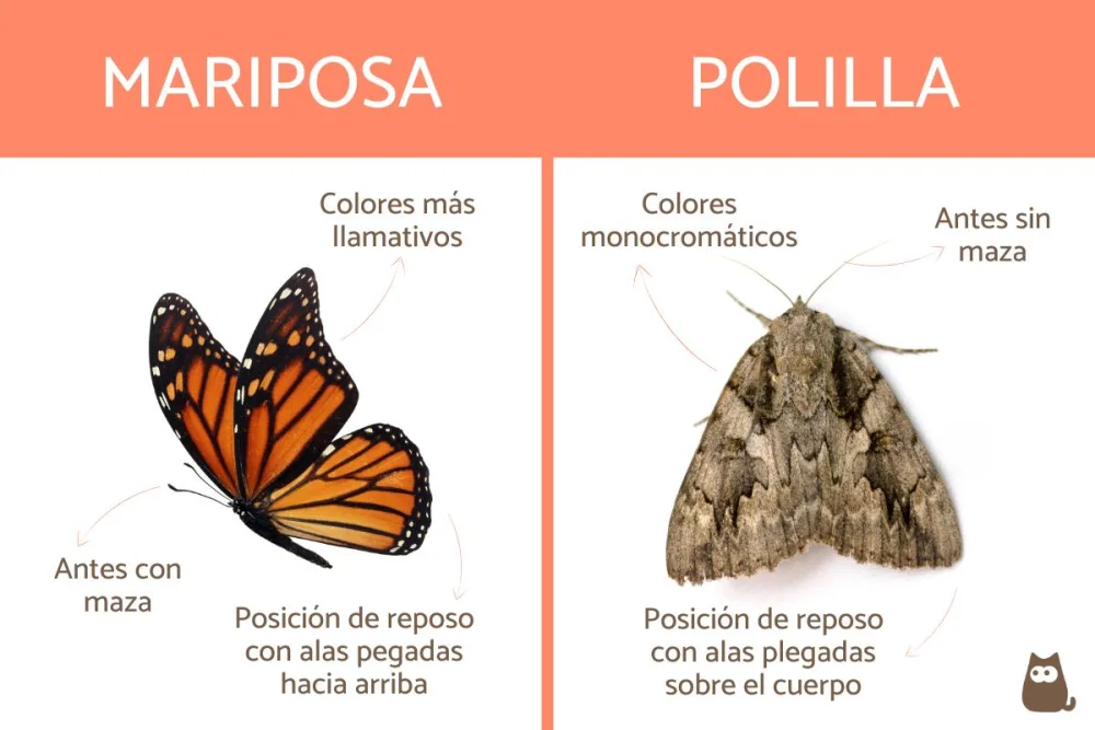 Diferencia entre polilla y mariposa