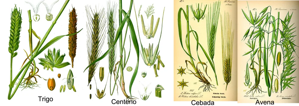 Diferencia entre trigo y cebada