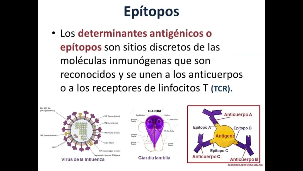 Diferencia entre los epítopos de células B y T