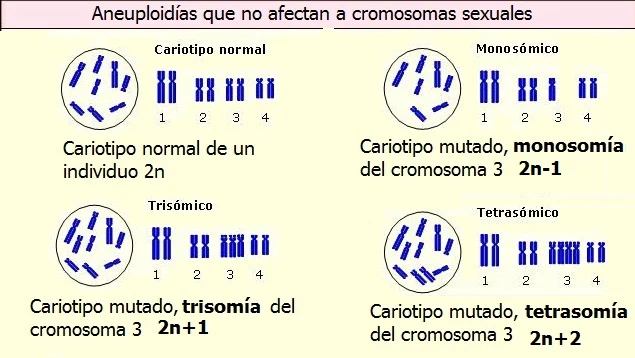 Diferencia entre trisomía y triploidía