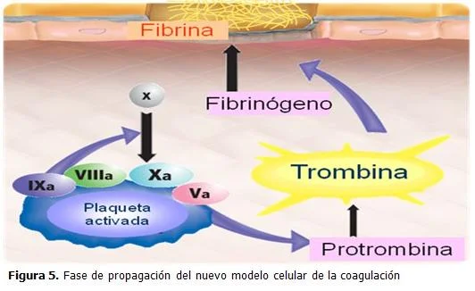 Diferencia entre trombina y protrombina