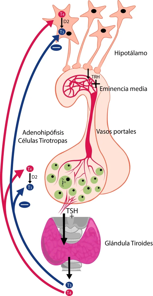 Diferencia entre TSH y TRH