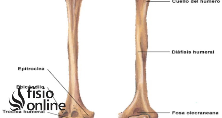 Diferencia entre tuberosidad y tubérculo