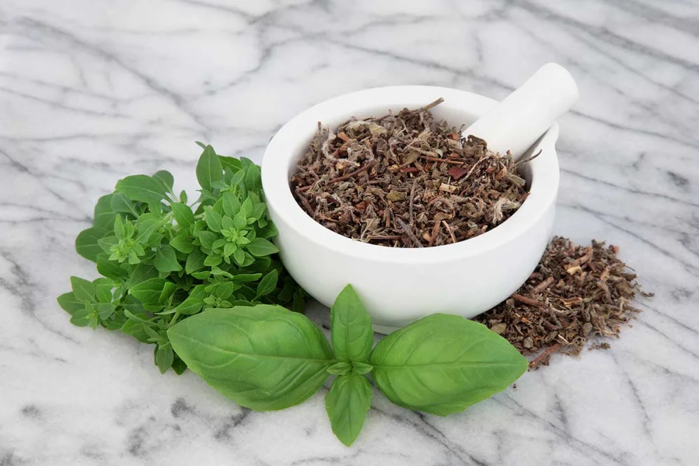 Diferencia entre tulsi y albahaca