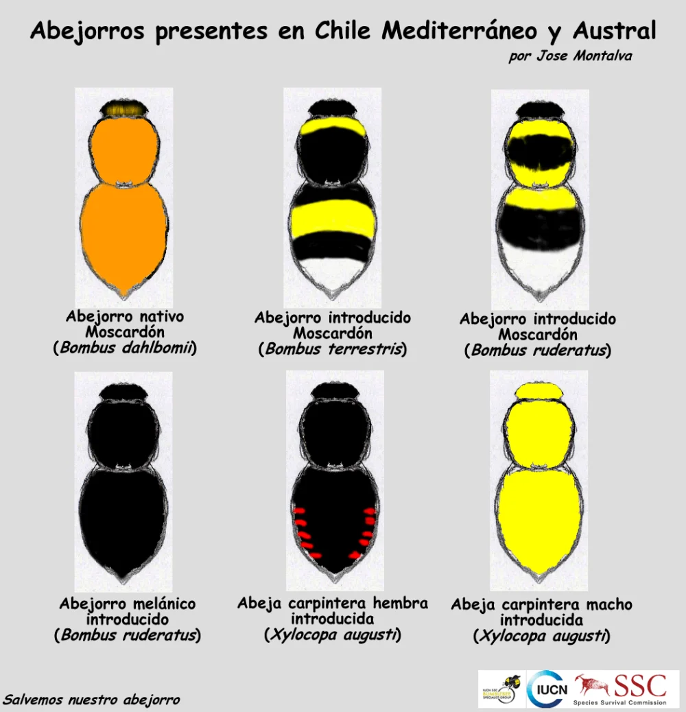 Diferencia entre un abejorro y una abeja carpintera