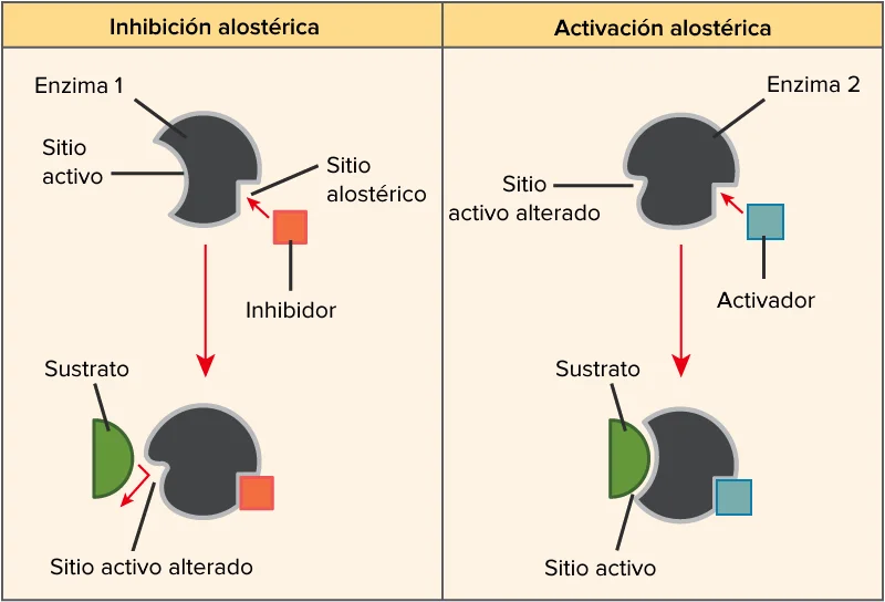Diferencia entre un activador enzimático y un inhibidor enzimático