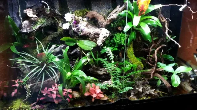 Diferencia entre un acuario y un terrario