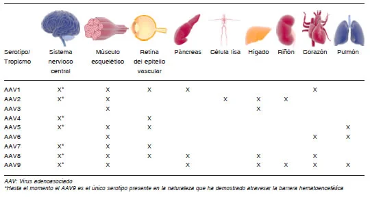 Diferencia entre un adenovirus y un virus adenoasociado
