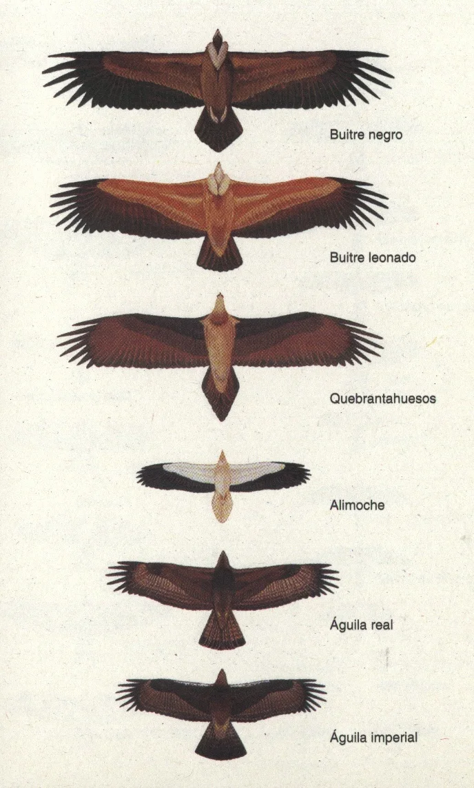 Diferencia entre un águila y un buitre
