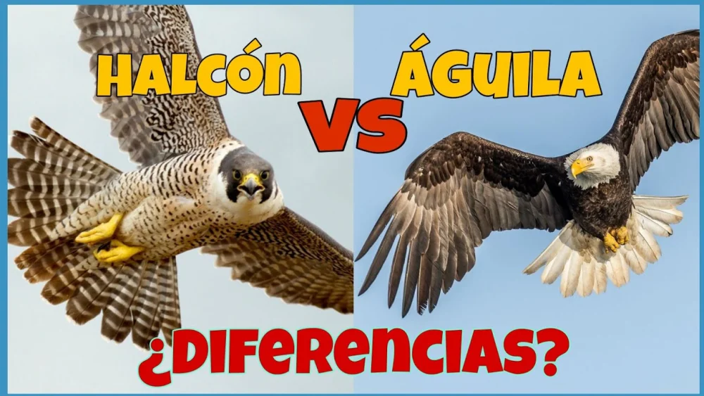 Diferencia entre un águila y un halcón