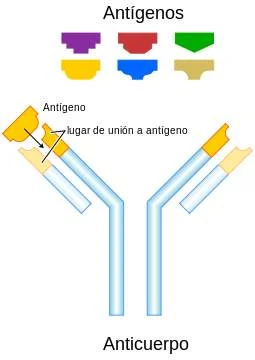 Diferencia entre un antígeno y un hapteno