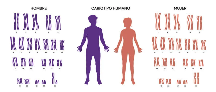 Diferencia entre un cariotipo normal y uno anormal