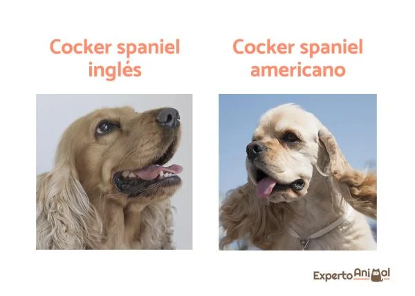 Diferencia entre un cocker spaniel de exhibición y uno de trabajo