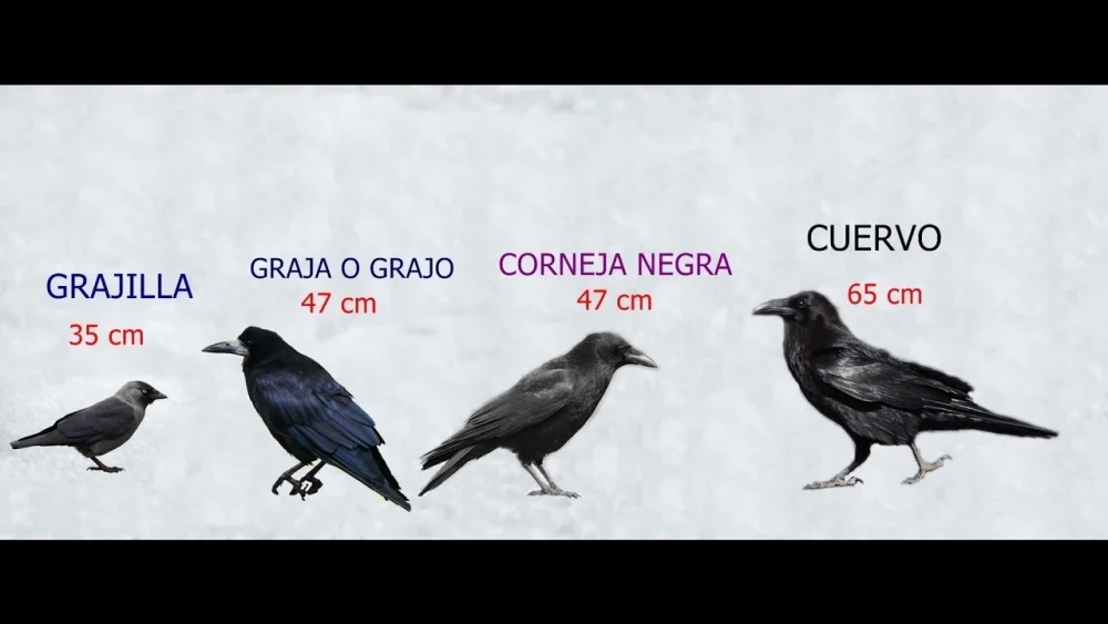 Diferencia entre un cuervo y un grajo