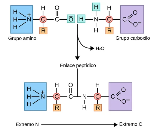 Diferencia entre un enlace amida y un enlace peptídico