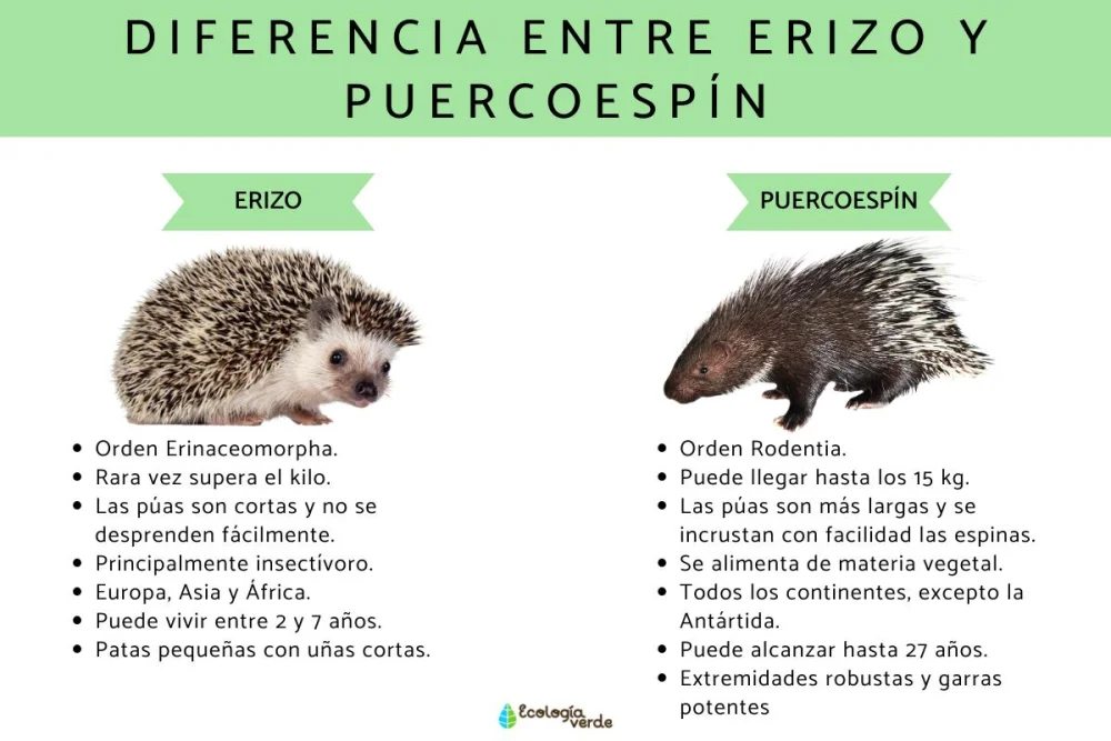 Diferencia entre un equidna y un erizo