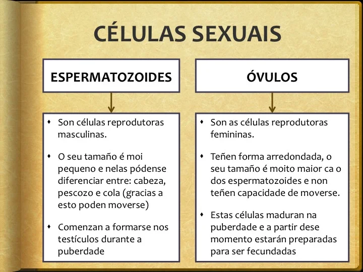 Diferencia entre un espermatozoide y un óvulo