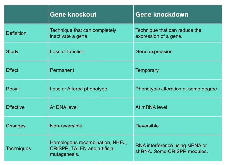 Diferencia entre un gen knockout y un gen knockdown