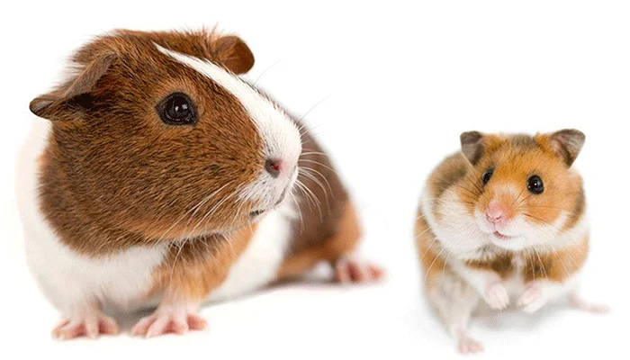 Diferencia entre un hámster y un conejillo de indias