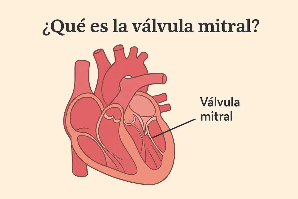 Diferencia entre la válvula mitral y la válvula aórtica