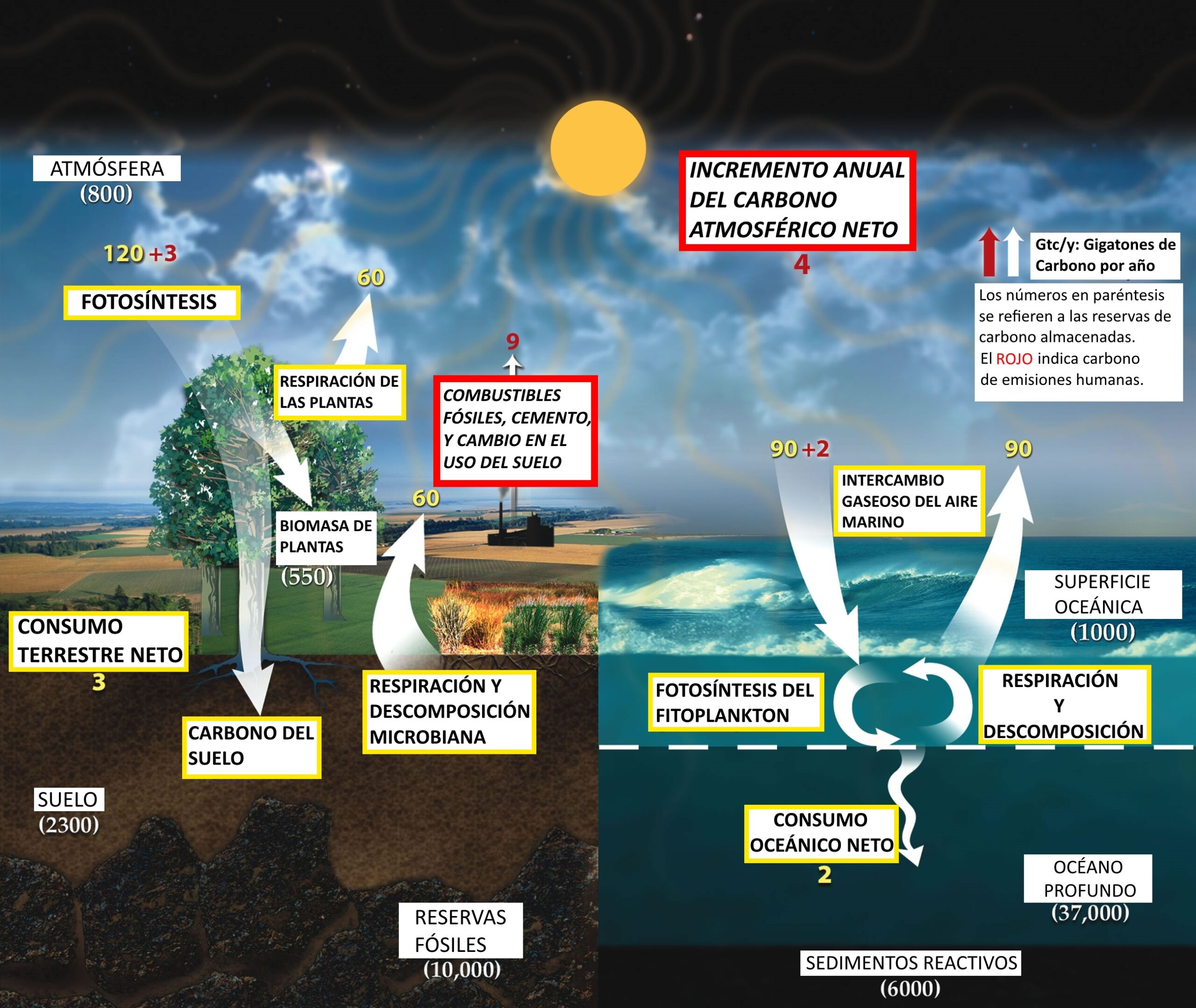 ¿Cómo afecta el ciclo del carbono a la hidrosfera?
