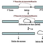 ¿Cómo afecta el empalme alternativo de ARN a la expresión genética?