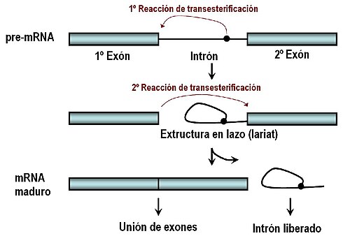 ¿Cómo afecta el empalme alternativo de ARN a la expresión genética?