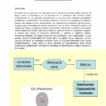 ¿Cómo afectan los determinantes citoplasmáticos a la diferenciación celular?