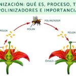 ¿Cómo ayuda la estructura del estigma a la polinización?